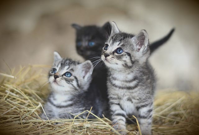 essential advice and guidance for new cat owners