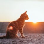 great tips about cats that are so incredibly simple to follow