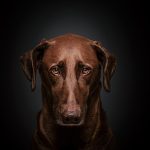 when you need dog advice read this article