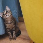 read about the proper care for your cat