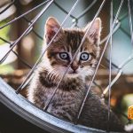 the best cat tips on the internet