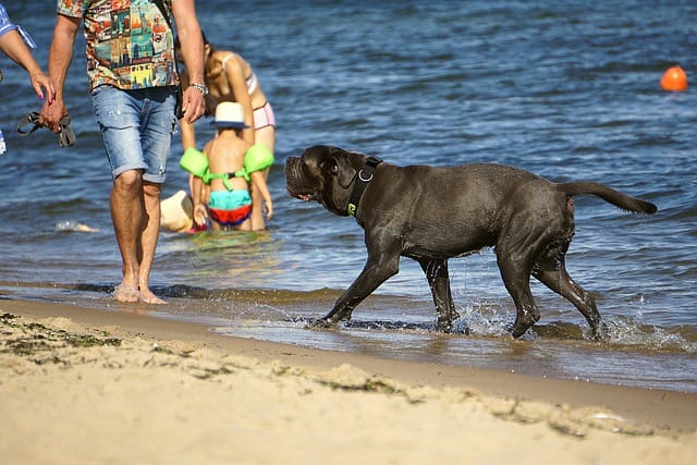 tips for raising a healthy and happy dog