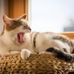 very best tips can be found in the following article about cats