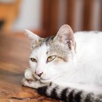you can become an expert about cats with these great article
