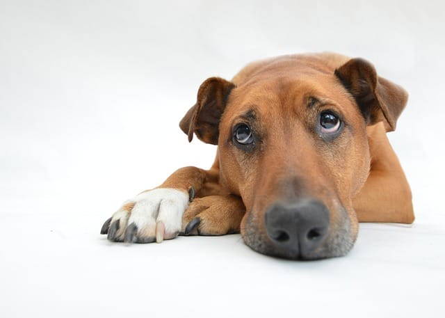 dog owner questions answered in this article 2