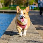 simple dog care advice for a happier healthier dog