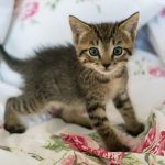 tips all cat owners need to be aware of