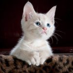 top ideas from the cat care experts