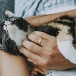 top tips to help you treat your cat well
