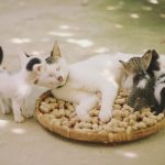 understand the basic things you need to know about cats