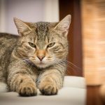 a few ideas to keep your cat purring