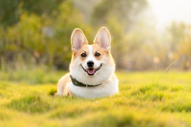 simple tips about dogs that are easy to follow