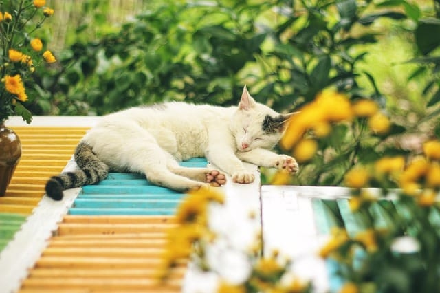 simple tips and tricks for taking good care of your cat