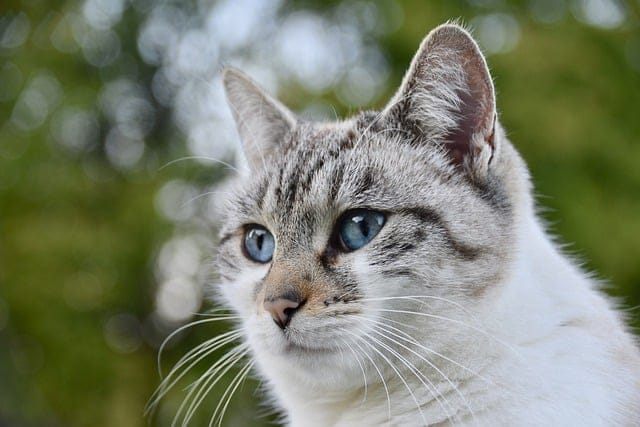 great tips to help you care for your cats