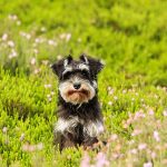 some dog care ideas for both owners and buyers