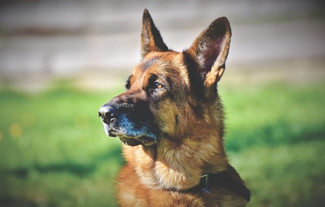 what you ought to know about canines