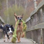 fix your problems related to dogs thanks to this article