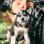 tips for having a healthy and happy dog