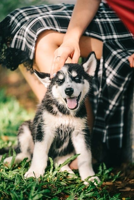 tips for having a healthy and happy dog