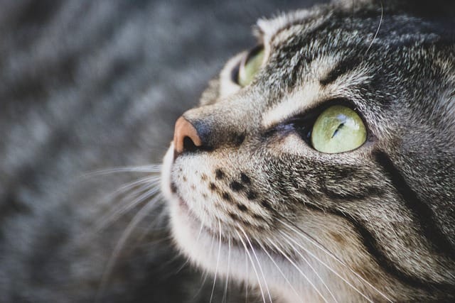 follow these tips to keep your cat happy