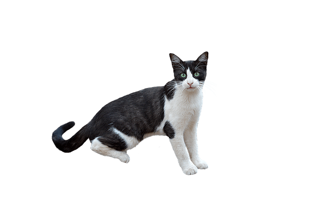 having trouble understanding your cat try these simple tips