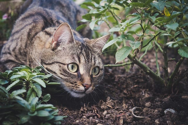 clawtastic tips for better cat care and love