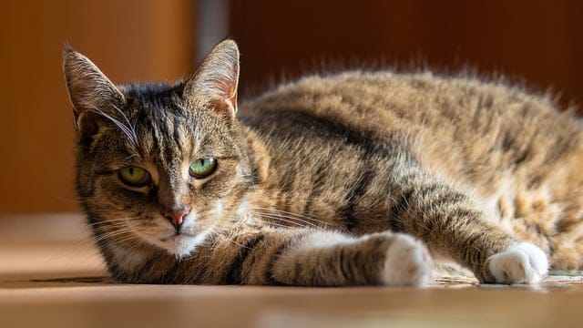 essential cat tips for all cat owners