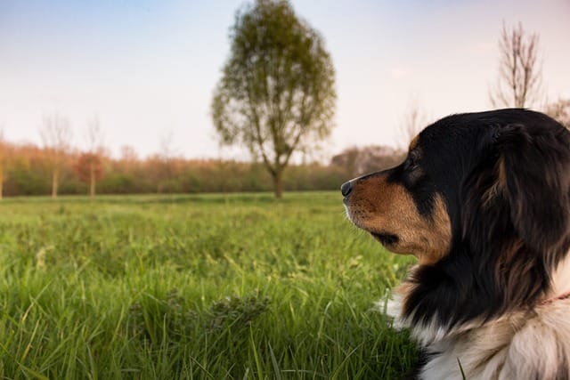 puppy training tips for the new dog trainer