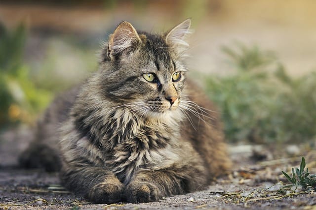 you can be knowledgeable about cats with great tips in the article below