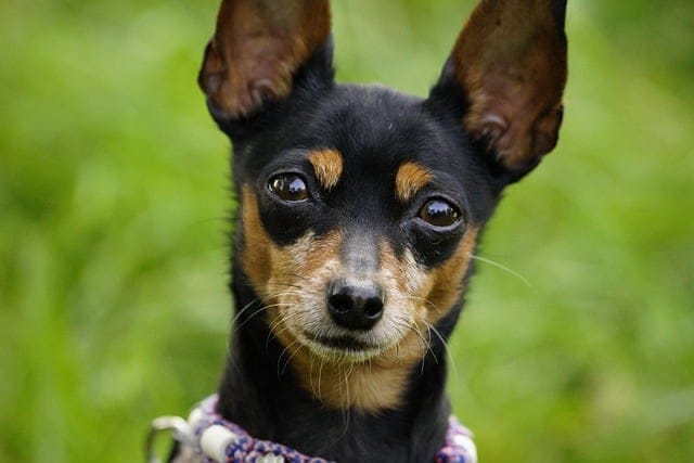 read this article to get answers to your questions about dogs