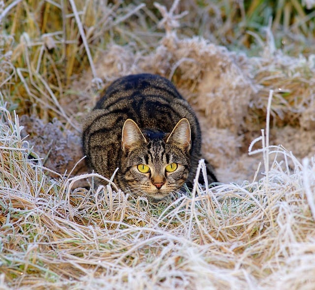 enjoy a healthy happy cat with this advice