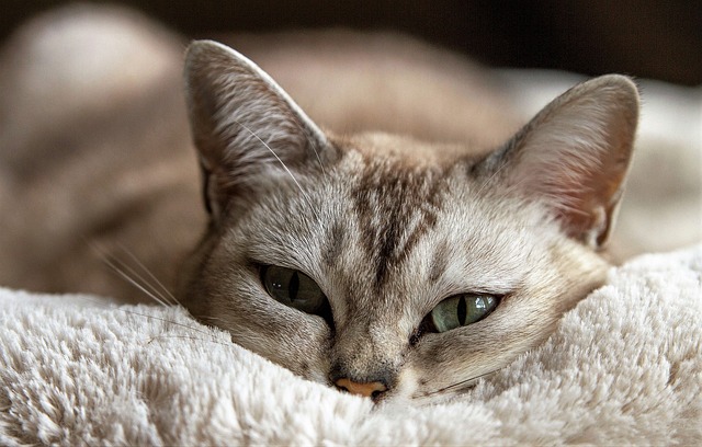 a few tips to keep your pet cat healthy and happy