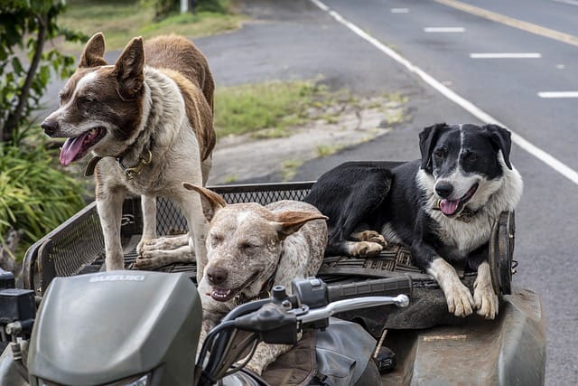 here are a few barking good dog tips