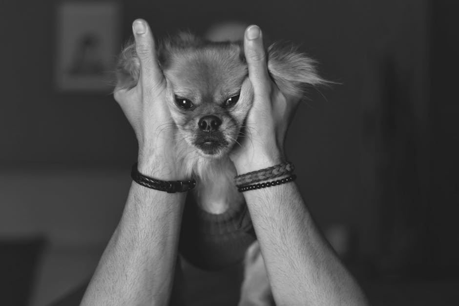 Cats Vs. Dogs: The Ultimate Guide To Choosing Your Perfect Pet pexels photo 20362491 2