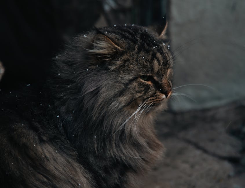 The Unbreakable Bond Between Cats And Dogs: A Purrfect And Woofy Love Story pexels photo 20425559 1