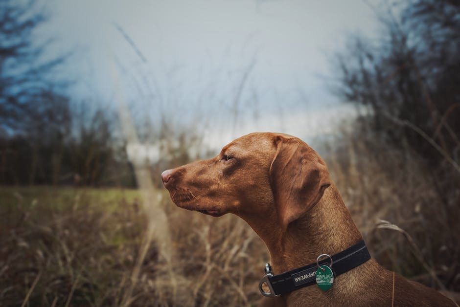 Cats And Dogs: The Ultimate Showdown (Except Not Really) pexels photo 20509084