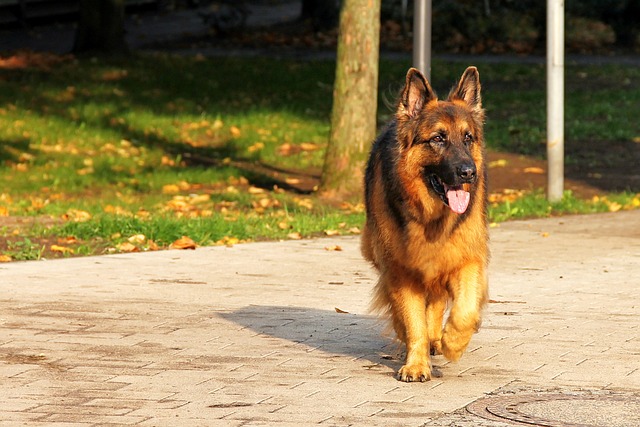 be the best dog owner with these tips and tricks