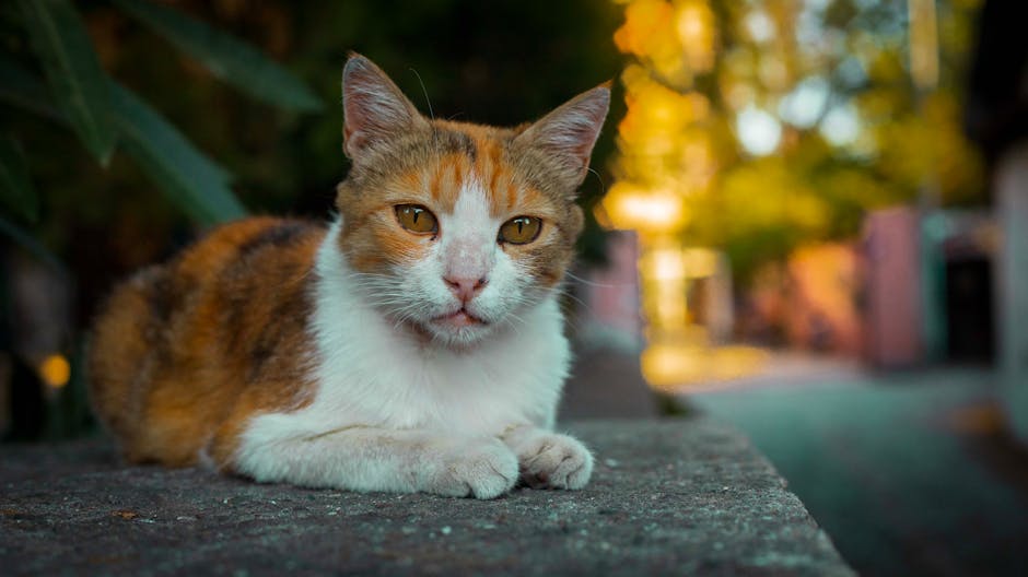 Cats Vs Dogs: A Tale Of Two Species pexels photo 26836056