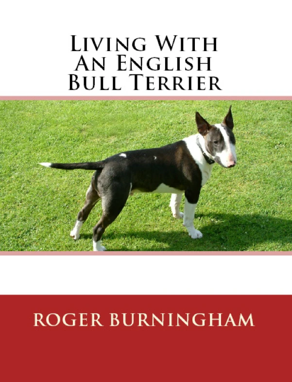 Bull Terrier