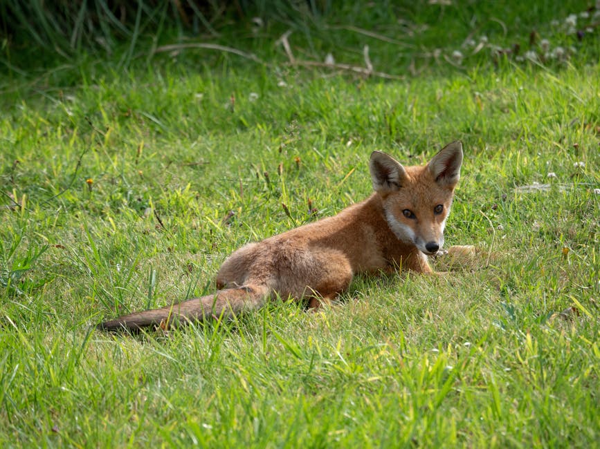 pexels photo 27114110