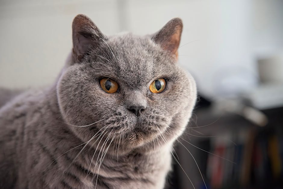 pexels photo 27116696