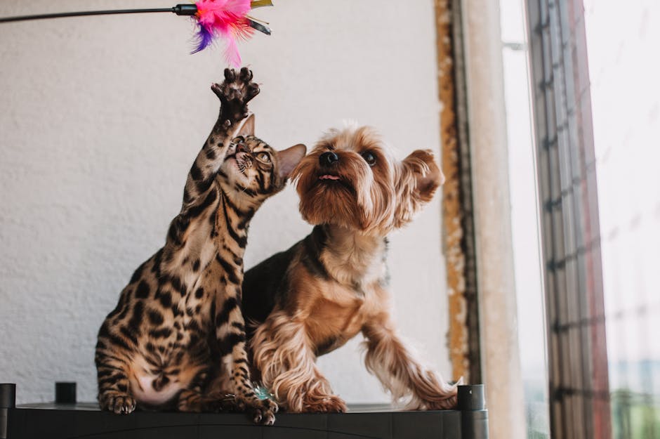Unleashing The Furry Dilemma: Cat Vs. Dog? pexels photo 16395147