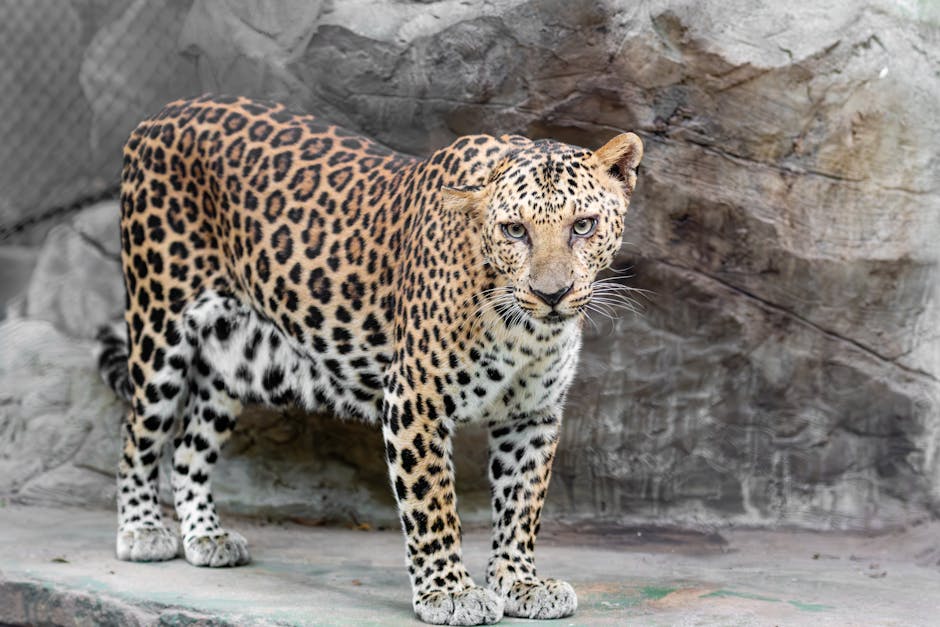 pexels photo 31592698