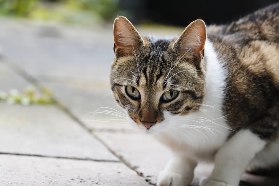 pexels photo 31640359