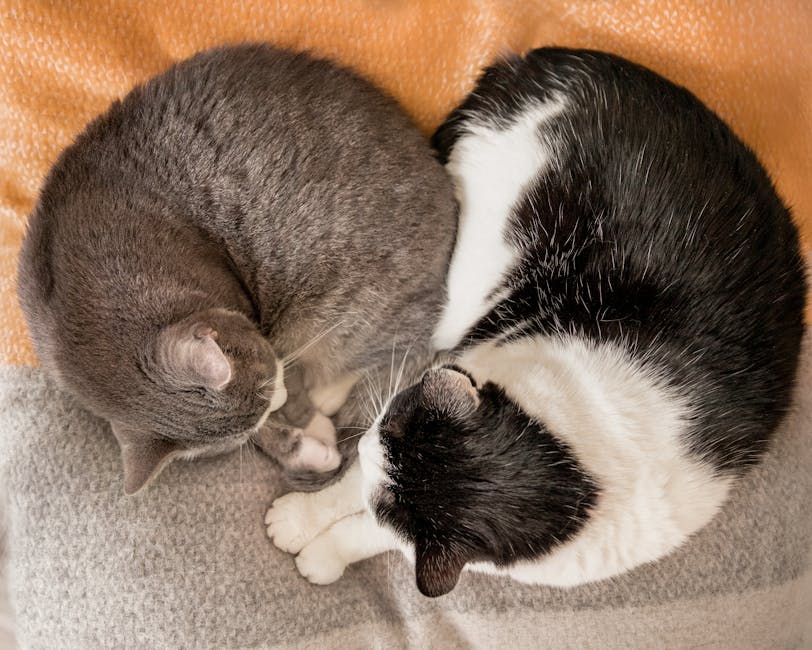 pexels photo 31657756