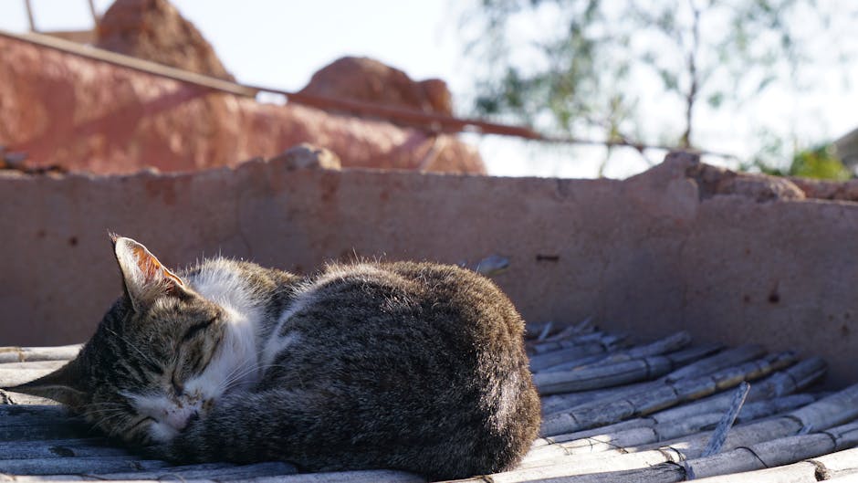 pexels photo 31683052