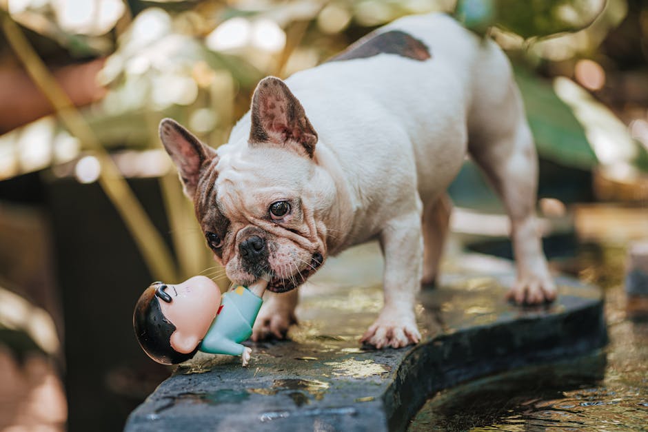 7 Essential Tips For Owning Cats And Dogs pexels photo 31707515