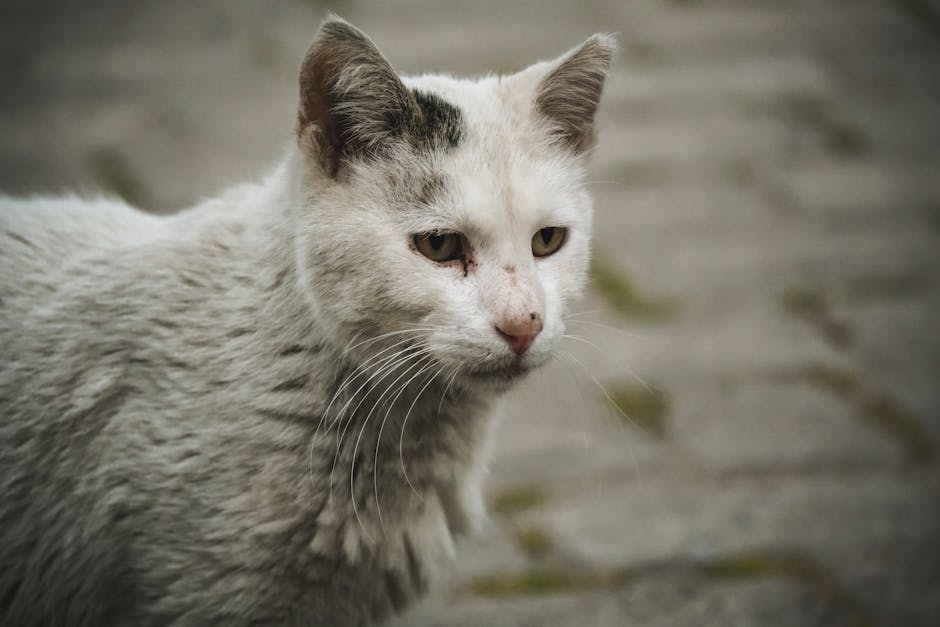 How To Be The Best Pet Parent To Your Cat Or Dog pexels photo 31813656