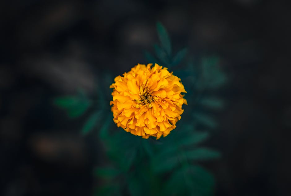 pexels photo 31870329