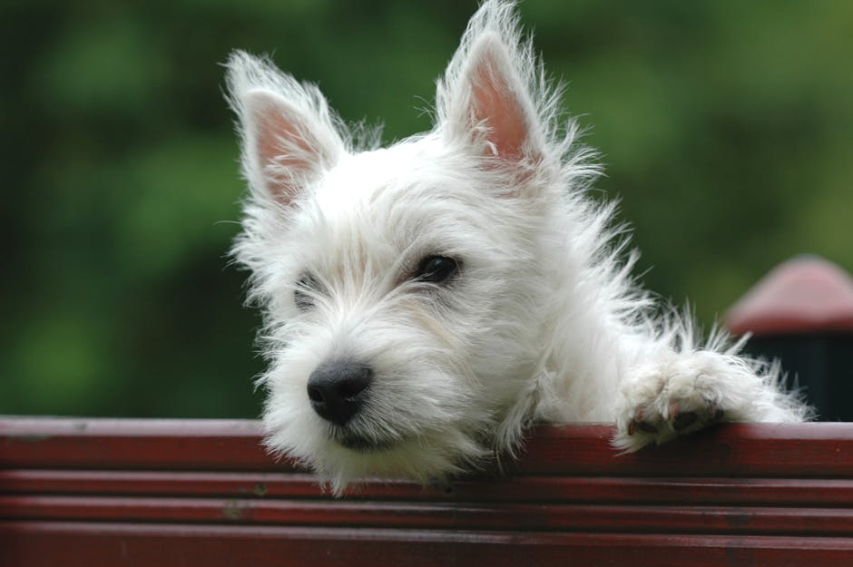 pexels photo 31934792